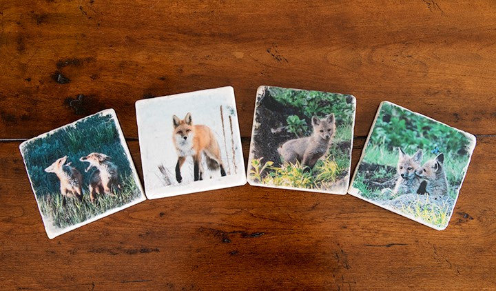 Montana Fox Coasters