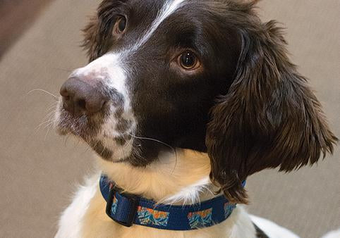 Trout Tale Dog Collar & Leash