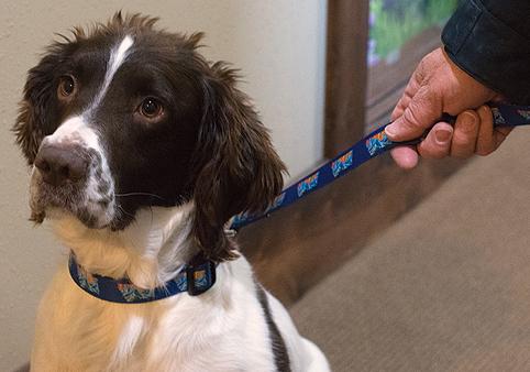 Trout Tale Dog Collar & Leash