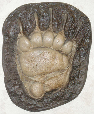 Grizzly Bear Paw Track Mold Cast